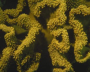 Coral reefs and algae