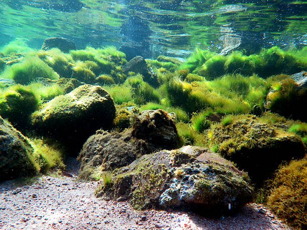 Underwater reef with algae